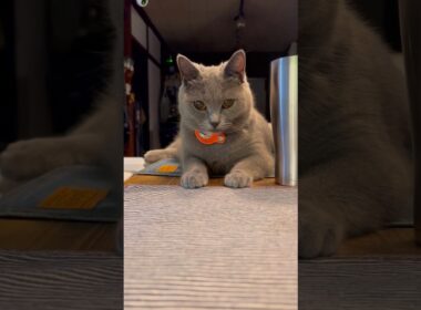 ピュアなシャルトリュー〜【シャルトリューつむやまの90年代CMシリーズ】 #ねこ #シャルトリュー #chartreux #cat #猫 #サントリー #山崎12年