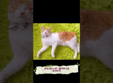 【ジャパニーズ・ボブテイルについて】shorts