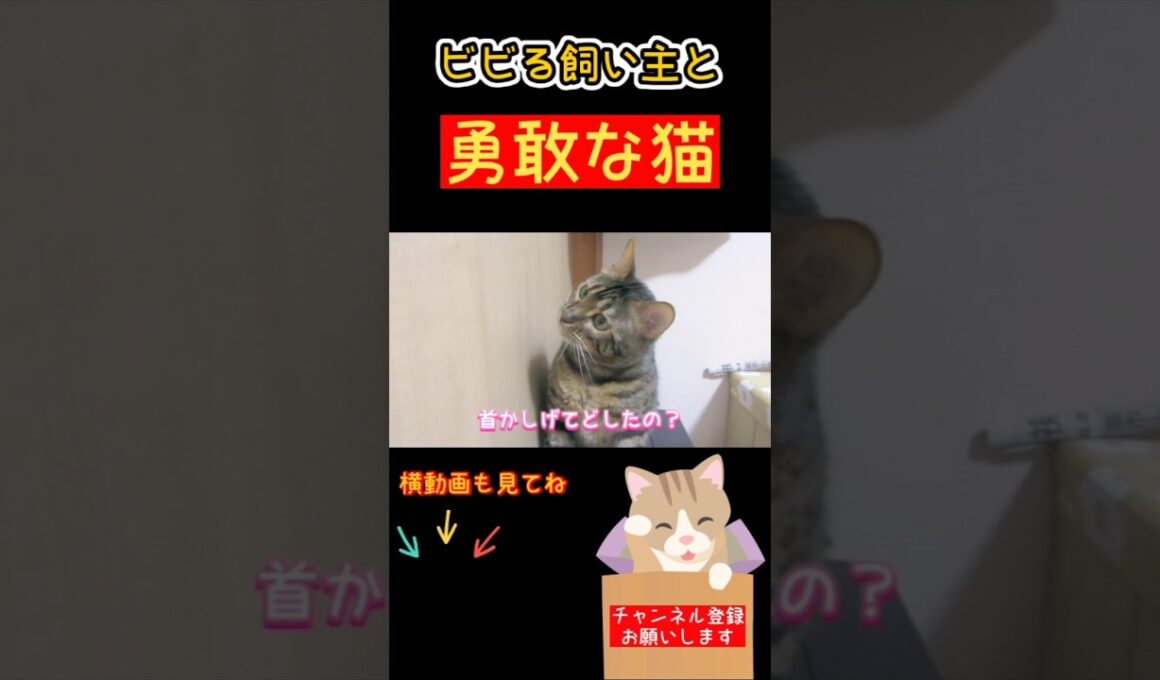 【ベンガル猫】ビビる飼い主と勇敢な猫 #猫 #ベンガル猫