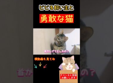 【ベンガル猫】ビビる飼い主と勇敢な猫 #猫 #ベンガル猫