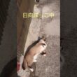 日向ぼっこ中〜#シャム猫#ねこ#cat#かわいい #Shorts