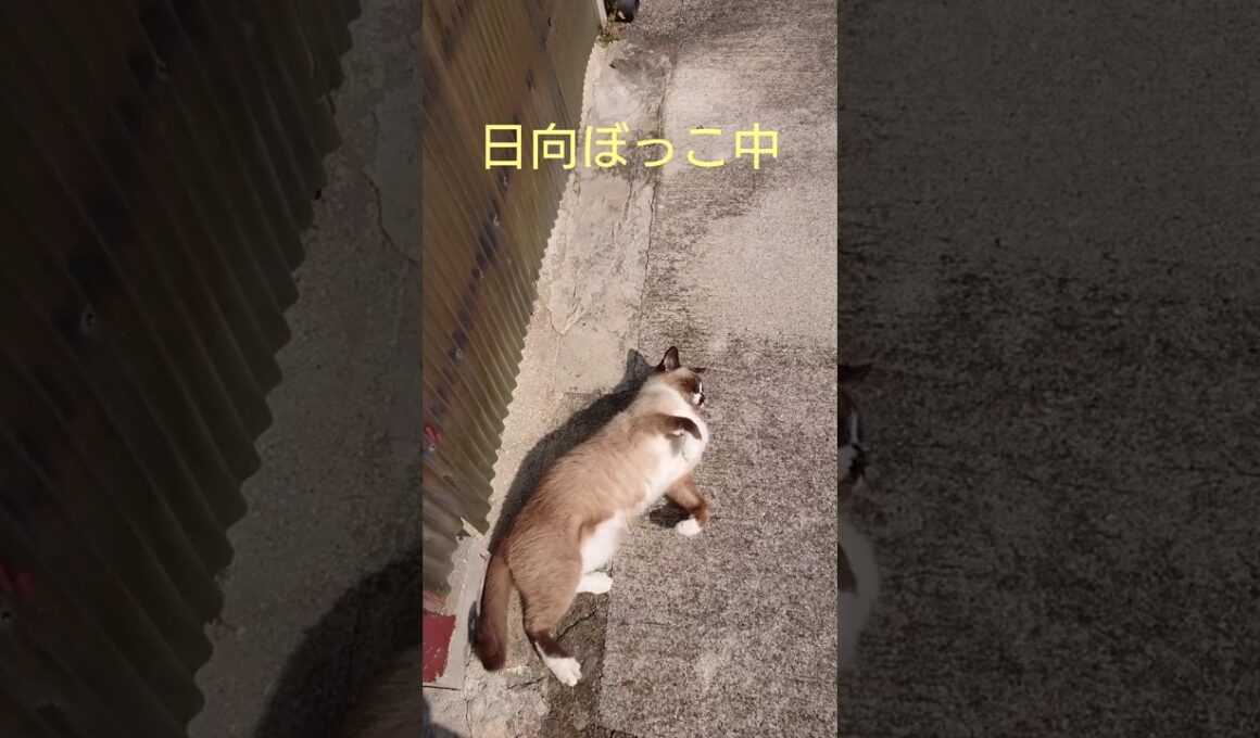 日向ぼっこ中〜#シャム猫#ねこ#cat#かわいい #Shorts