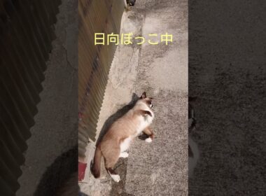 日向ぼっこ中〜#シャム猫#ねこ#cat#かわいい #Shorts