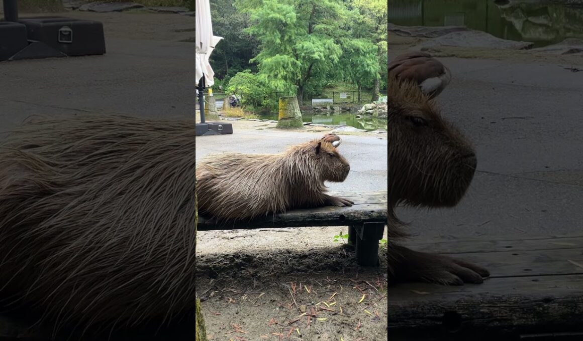 スフィンクスとエジプトガン🦆🇪🇬 #capybara