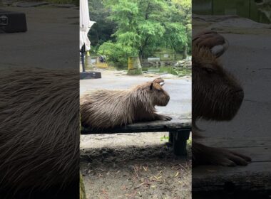 スフィンクスとエジプトガン🦆🇪🇬 #capybara