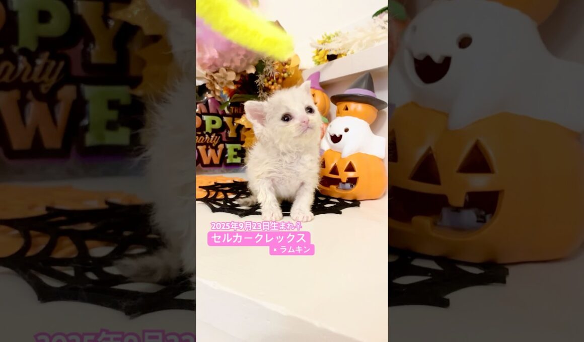 #セルカークレックス #ラムキン #ブリーダー # #Karajan