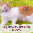 【ジャパニーズ・ボブテイルについて】