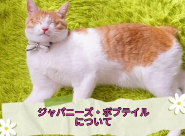 【ジャパニーズ・ボブテイルについて】