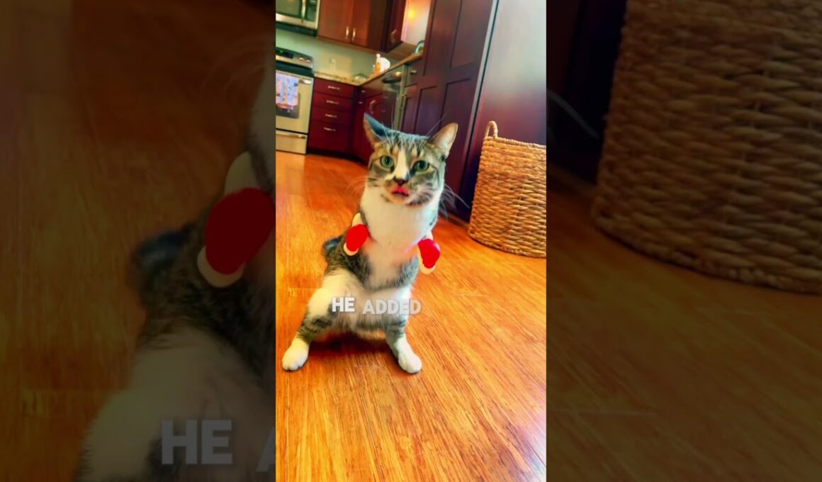 "cat lost front legs "