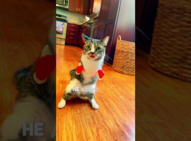 "cat lost front legs "