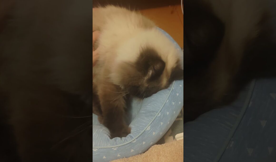 こねこねパン職人　#ヒマラヤン #ねこ　#猫　#cat 　#甘えん坊　#猫のいる暮らし #ふみふみ