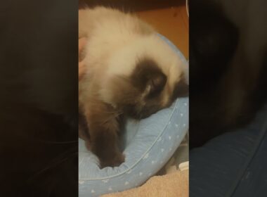 こねこねパン職人　#ヒマラヤン #ねこ　#猫　#cat 　#甘えん坊　#猫のいる暮らし #ふみふみ