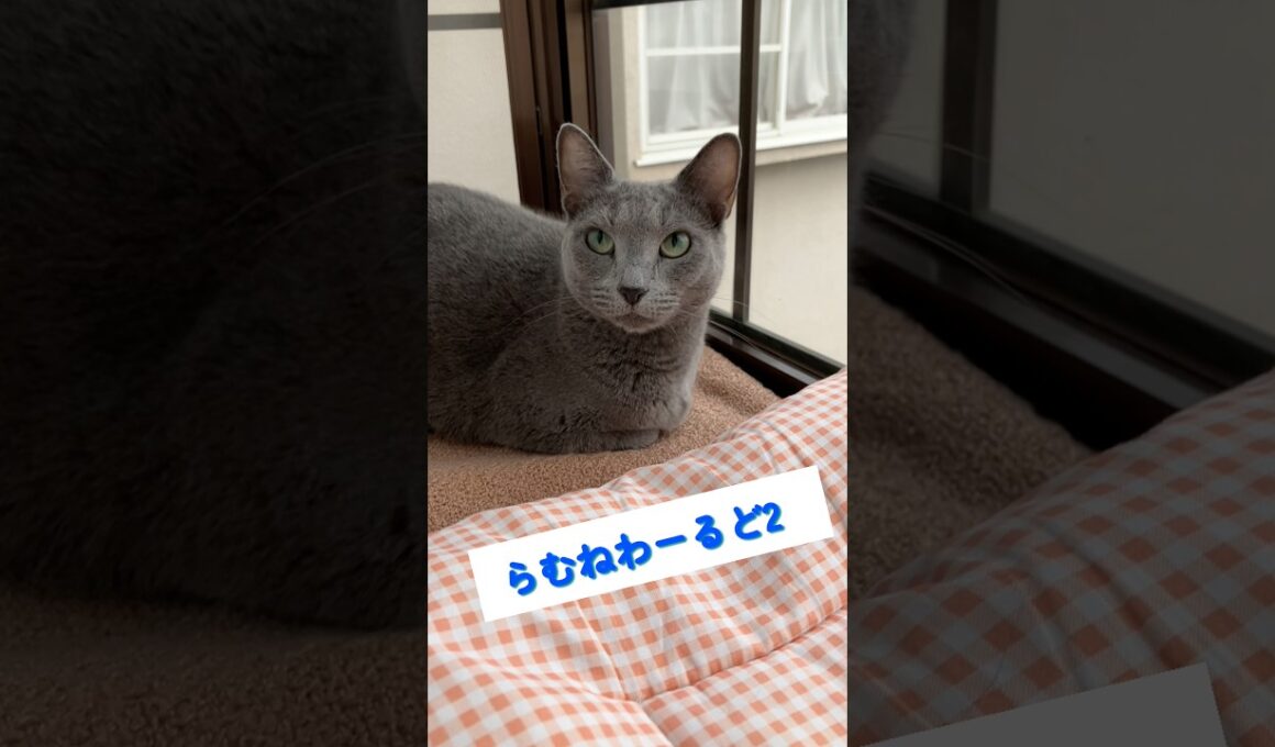 気温がさがり、暖かいところにいくロシアンブルーのらむね🧡✨