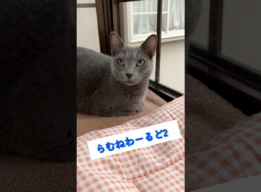 気温がさがり、暖かいところにいくロシアンブルーのらむね🧡✨
