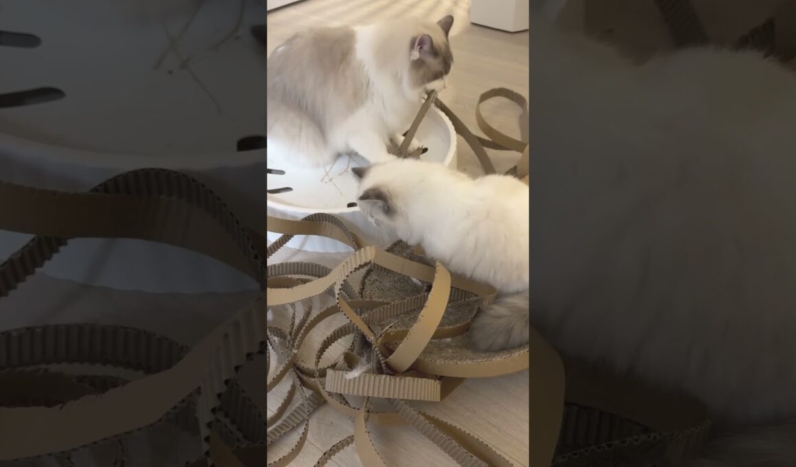 【ととねこvlog.25】いたずらしても可愛いね  #猫 #ラグドール #vlog