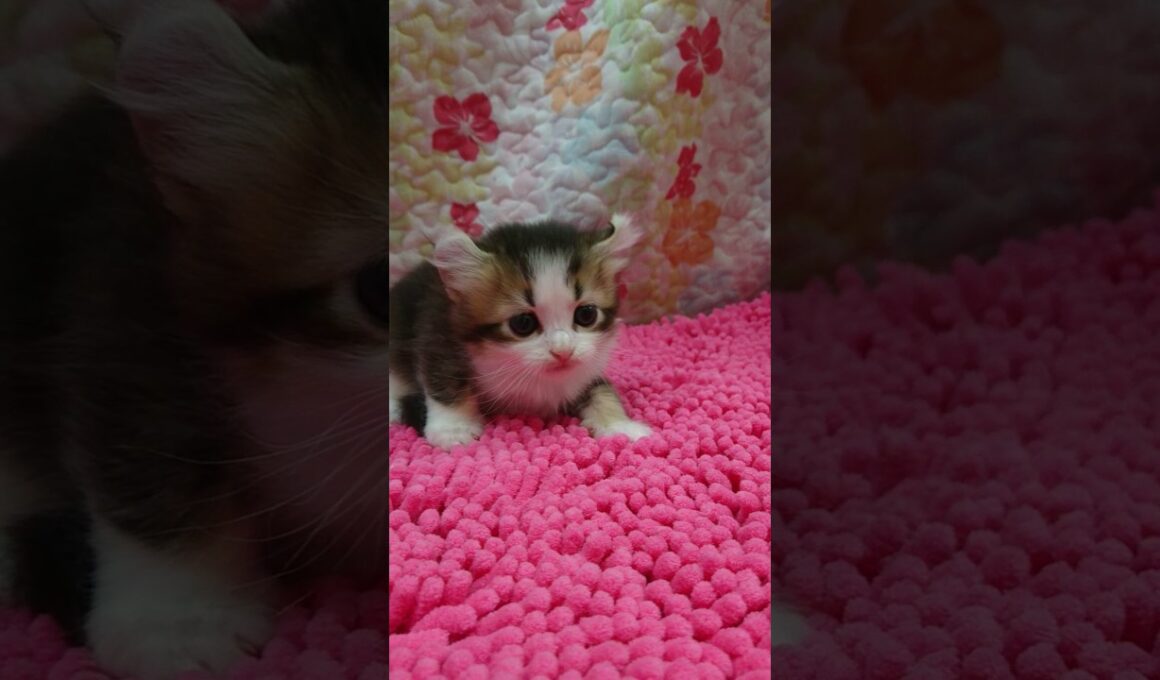 3/27アメリカンカール♂