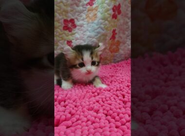 3/27アメリカンカール♂