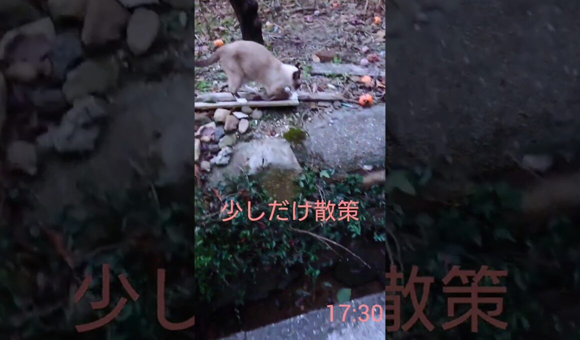 遅いけど#シャム猫#猫#ねこ#cat#Shorts