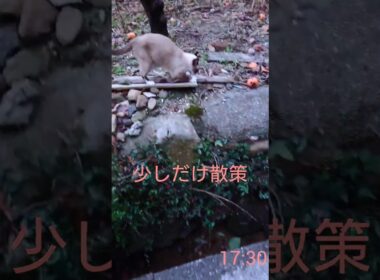 遅いけど#シャム猫#猫#ねこ#cat#Shorts