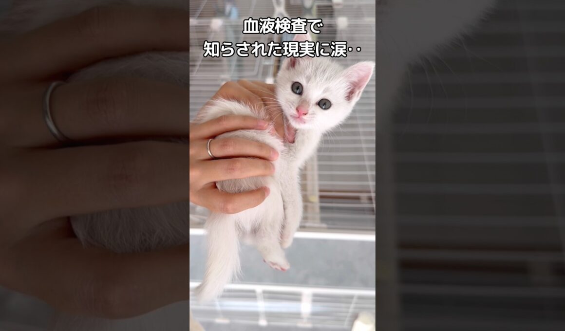 緊急保護した子猫 #保護猫 #白猫 #cat