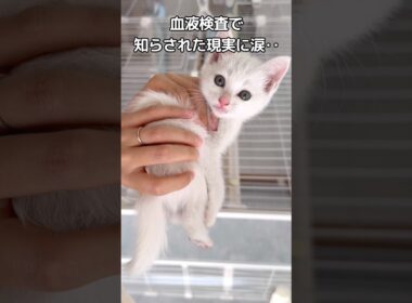 緊急保護した子猫 #保護猫 #白猫 #cat