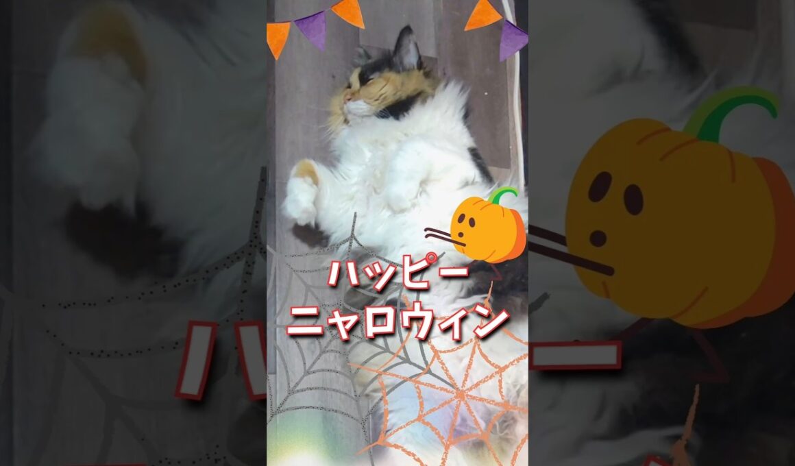 怖くないハロウィン🎃猫だらけ🎃ハッピーニャロウィン🎃#猫ハロウィン#にゃんともハロウィン#ねこお化け#ハロウィンの癒し