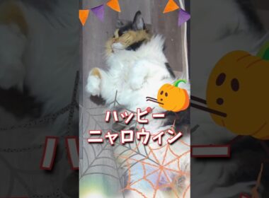 怖くないハロウィン🎃猫だらけ🎃ハッピーニャロウィン🎃#猫ハロウィン#にゃんともハロウィン#ねこお化け#ハロウィンの癒し