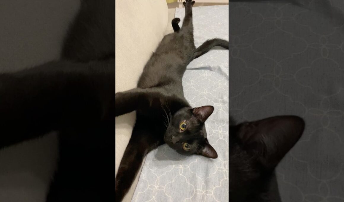 へそ天でごきげんな黒猫ボンベイ　#子猫 #猫のいる暮らし #猫好きさんと繋がりたい #ねこのいる生活 #cat #bombay #ねこ #猫 #ネコ #かわいい #癒やし #甘えん坊