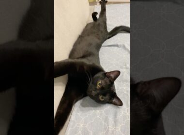 へそ天でごきげんな黒猫ボンベイ　#子猫 #猫のいる暮らし #猫好きさんと繋がりたい #ねこのいる生活 #cat #bombay #ねこ #猫 #ネコ #かわいい #癒やし #甘えん坊