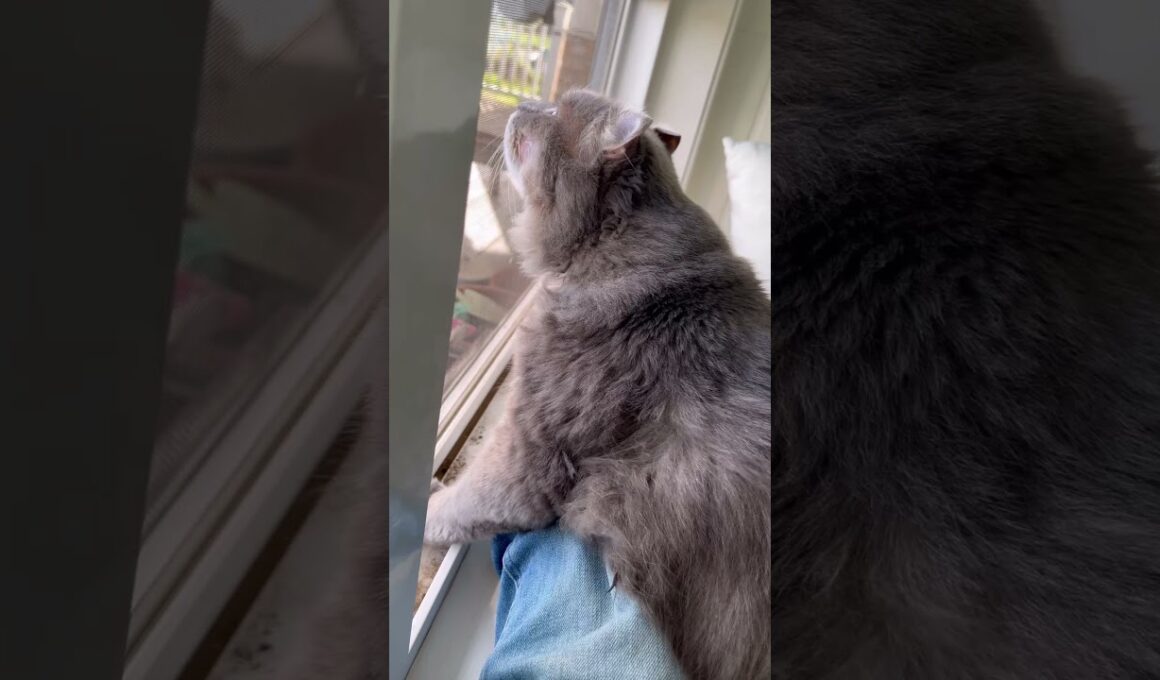 風を感じて #ねこ動画 #アメリカンカール #ねこ #shortsvideos