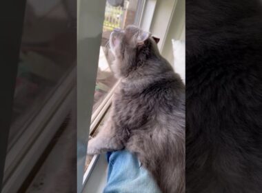 風を感じて #ねこ動画 #アメリカンカール #ねこ #shortsvideos