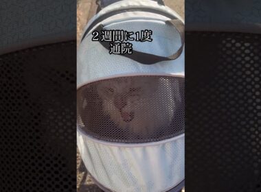 9kg超えメインクーン2代目🐈‍⬛頂いたバギーで病院へ行く🥰