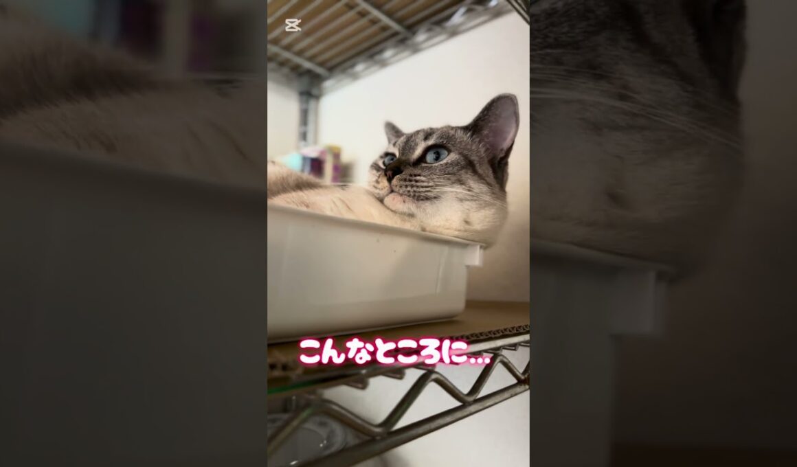 いつものやる気ないRUMちゃん。 #シャムトラ #シャムトラミックス #猫のいる暮らし