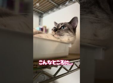 いつものやる気ないRUMちゃん。 #シャムトラ #シャムトラミックス #猫のいる暮らし