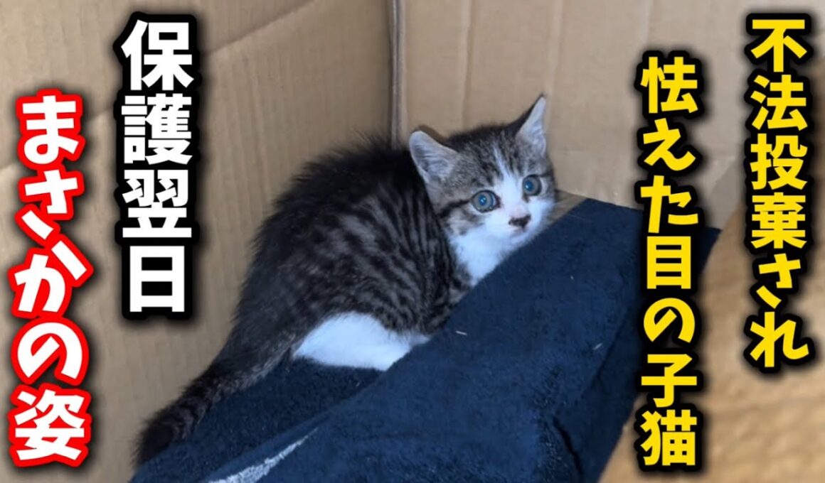 冷たい雨が降る寒い夜に捨てられた子猫が翌日見せた姿