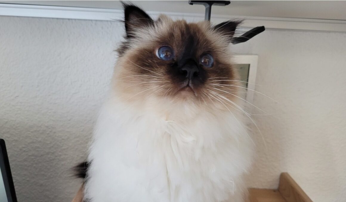 Vocal Artist Singing For Snacks