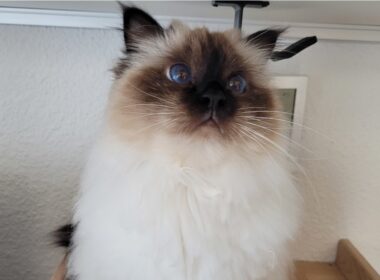 Vocal Artist Singing For Snacks