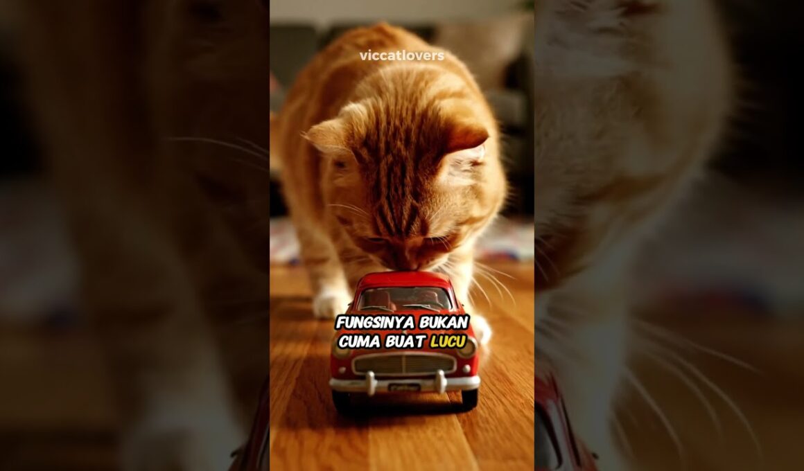 Hidung Kucing Itu Ajaib | Cat Nose is Amazing #kucing #faktaunik #cat