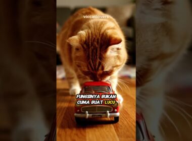 Hidung Kucing Itu Ajaib | Cat Nose is Amazing #kucing #faktaunik #cat