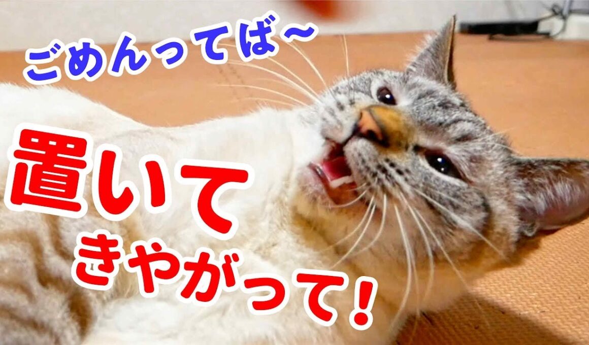 旅行から帰ってきた飼い主と久しぶりの再会をした結果…