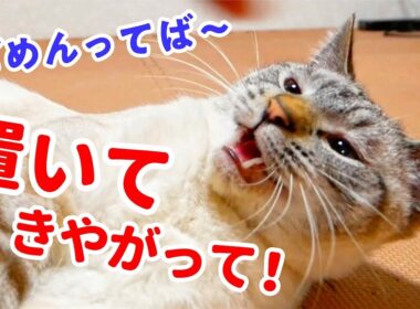 旅行から帰ってきた飼い主と久しぶりの再会をした結果…