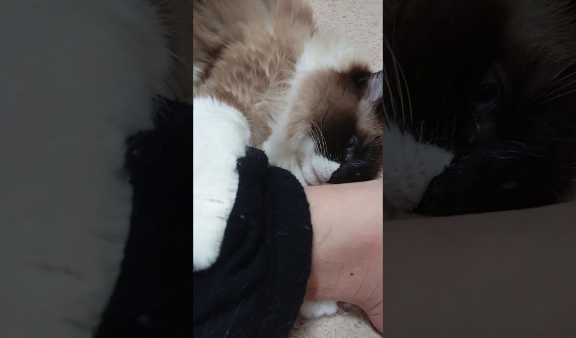 優しく噛みつく猫 ソラ ラグドール