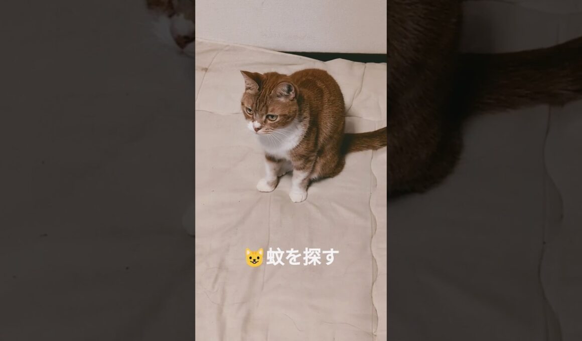 😺昨晩からの蚊を探す＃まだ蚊＃猫＃マンチカン＃モスキート