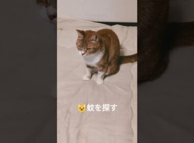 😺昨晩からの蚊を探す＃まだ蚊＃猫＃マンチカン＃モスキート