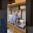 にゃーにゃー鳴くから話しかけたら鳴きやんで黙る猫wスルタン【スフィンクス】