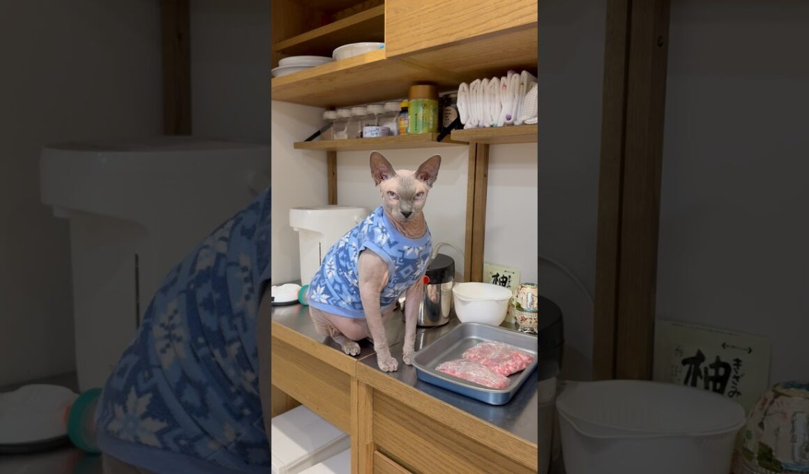 にゃーにゃー鳴くから話しかけたら鳴きやんで黙る猫wスルタン【スフィンクス】