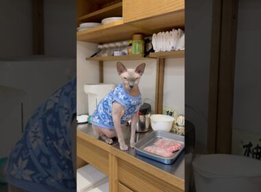 にゃーにゃー鳴くから話しかけたら鳴きやんで黙る猫wスルタン【スフィンクス】