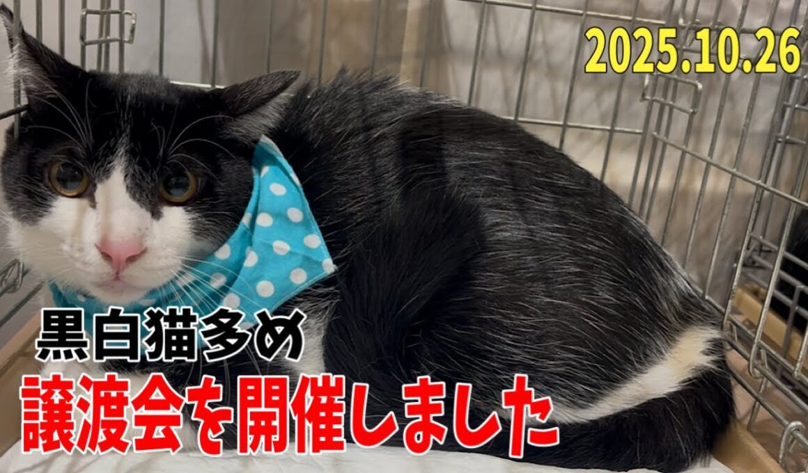 黒白多め！子猫だらけの譲渡会