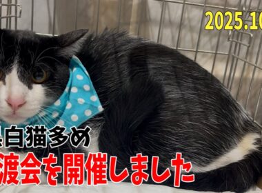 黒白多め！子猫だらけの譲渡会