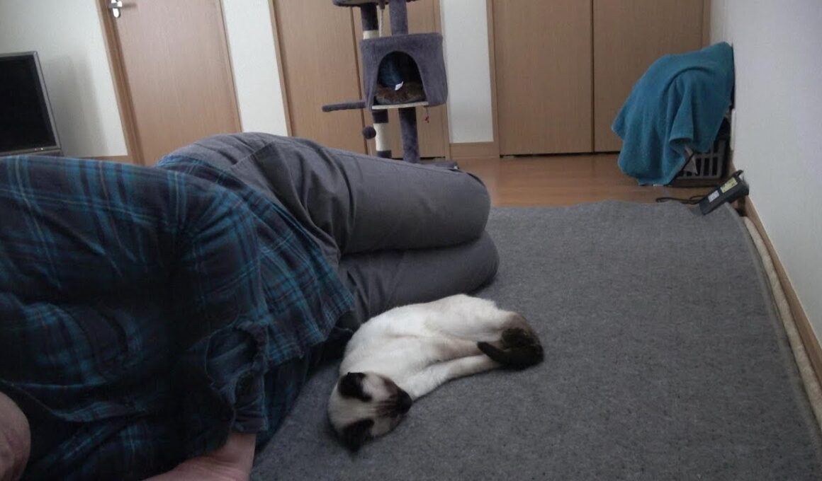 飼い主のマネをして同じ格好で眠るシャム子猫😸🐾♪